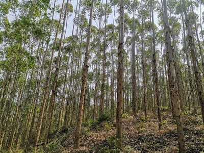 高峰林场上半年完成木材销售任务85%，多元经营助力稳健发展